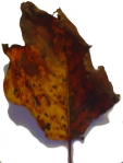 leaf blog 3